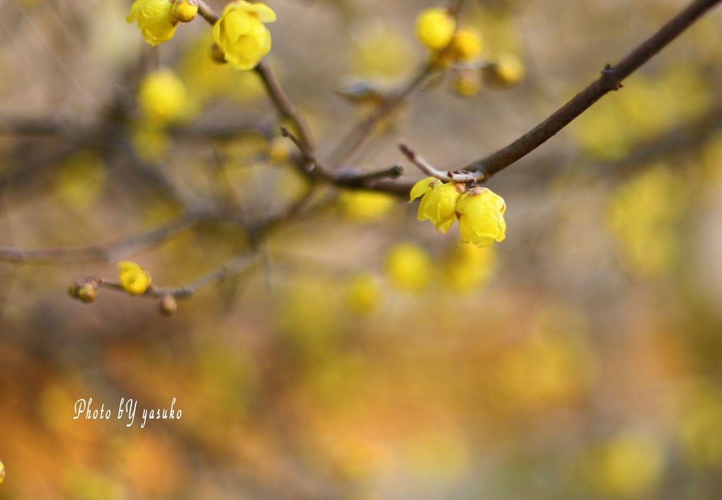 花　(蝋梅）香りを届けたい(*^^*)ﾎﾟｯ