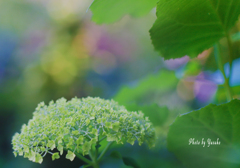 庭の花(アジサイ　アナベル）