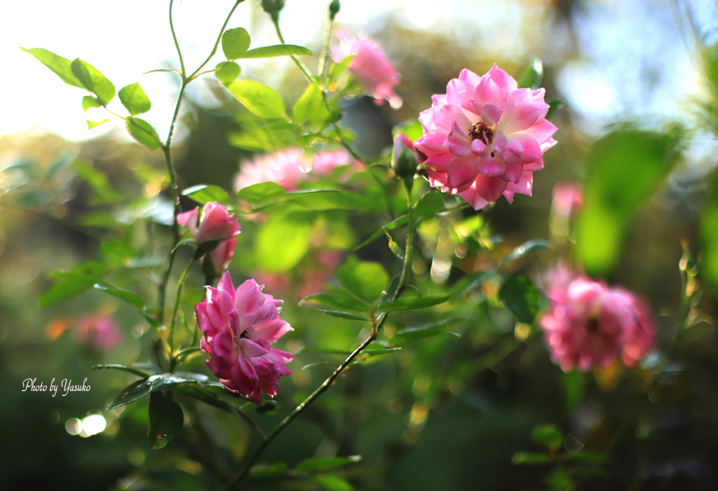 庭の花（薔薇　ピンクアイスバーク）