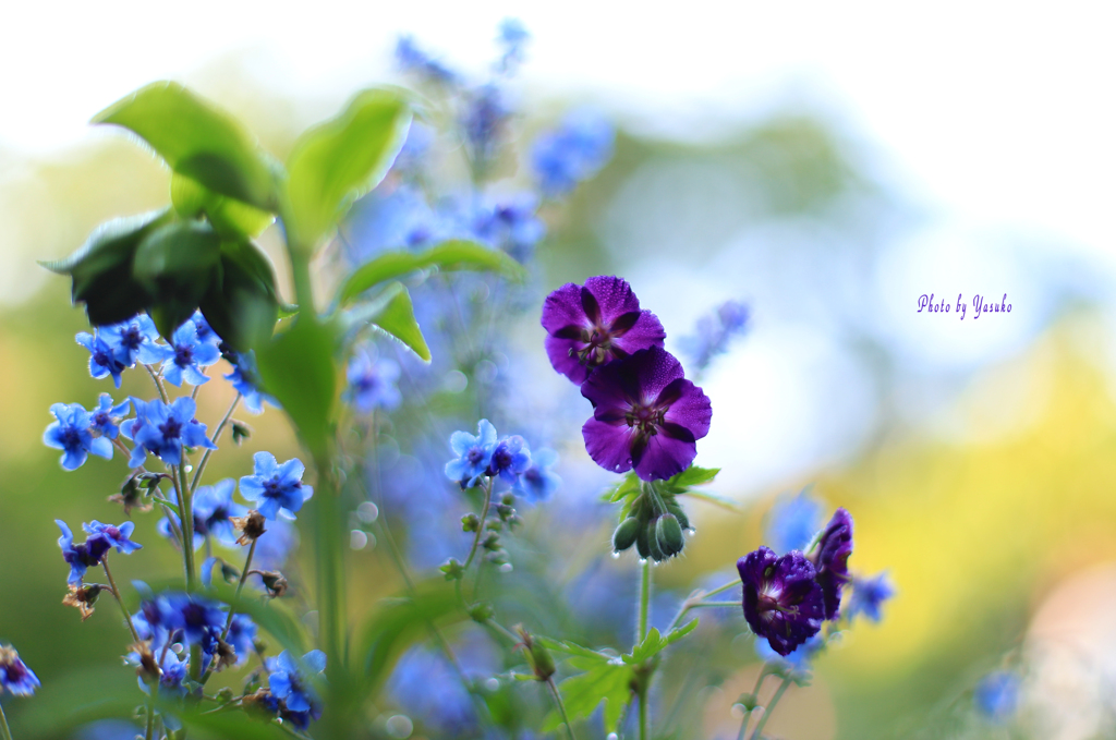 庭の花