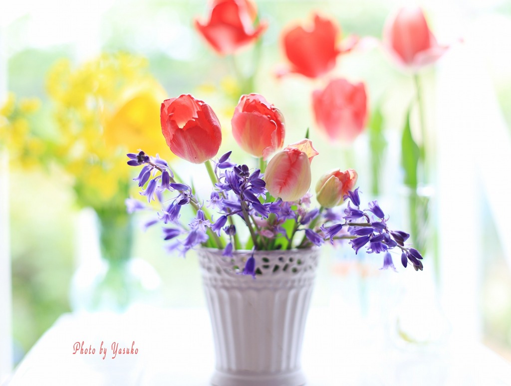 庭の花（いろいろ(#^.^#)）