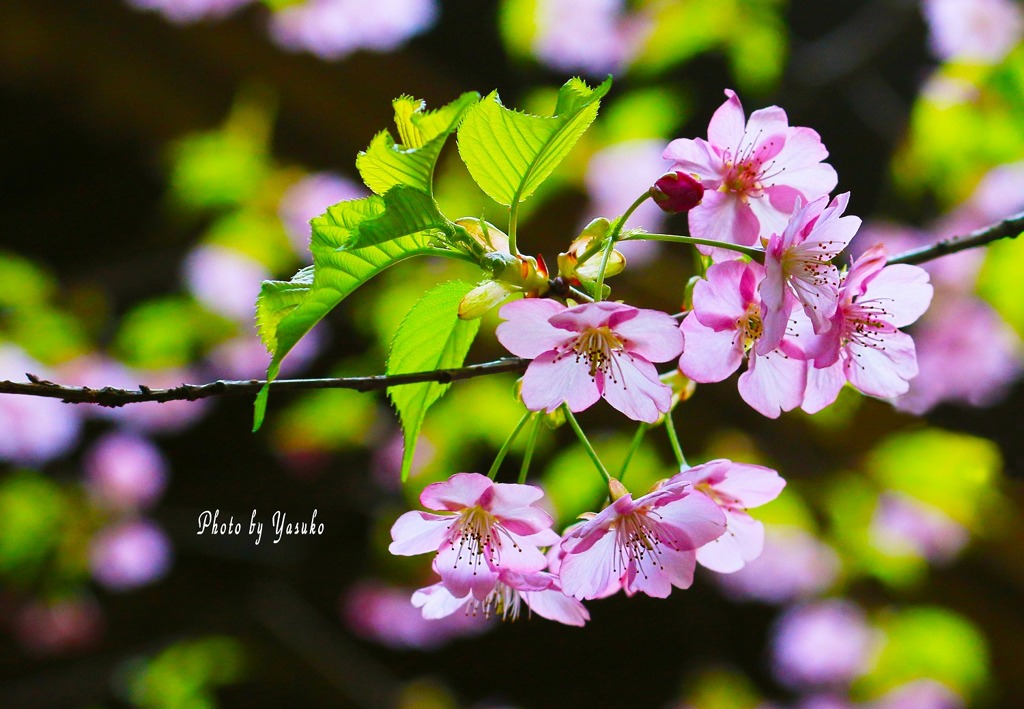 花の命(桜）