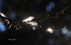 雪が氷に