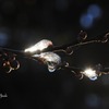 雪が氷に