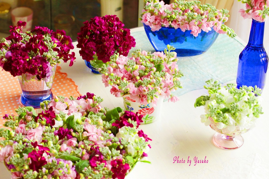 花　ストック摘心のお花