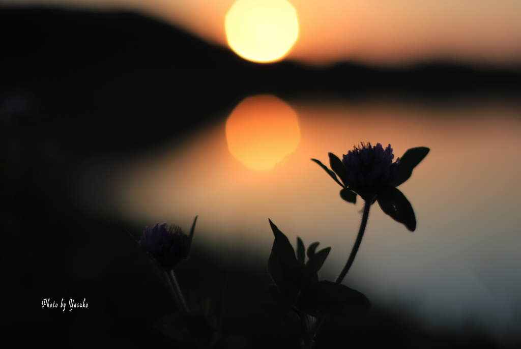 田の風景(夕景）