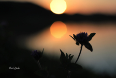 田の風景(夕景）
