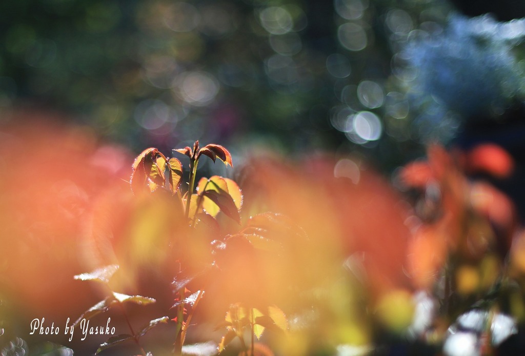 薔薇の新芽