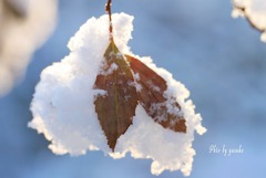 雪の朝