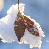 雪の朝