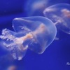 クラゲ