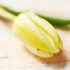 花屋の春