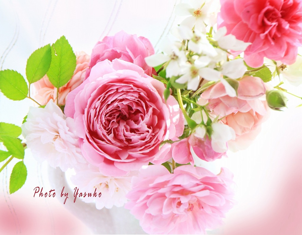 庭の薔薇