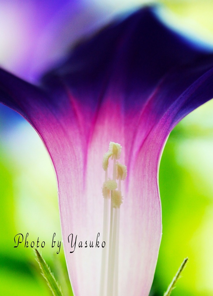 庭の花（朝顔芯）
