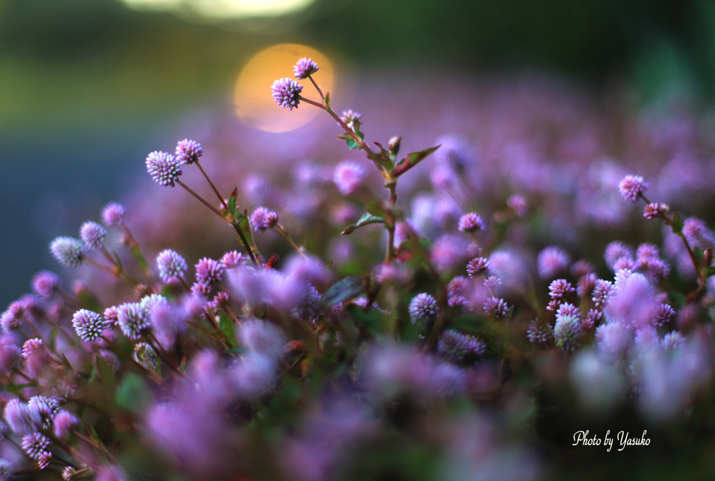 庭の花（ヒメツルソバ）