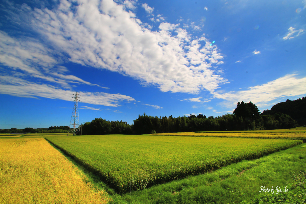 田の風景（実り）