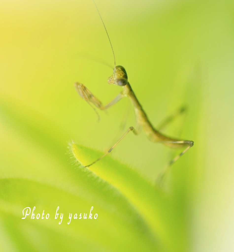 次々と(カマキリ）