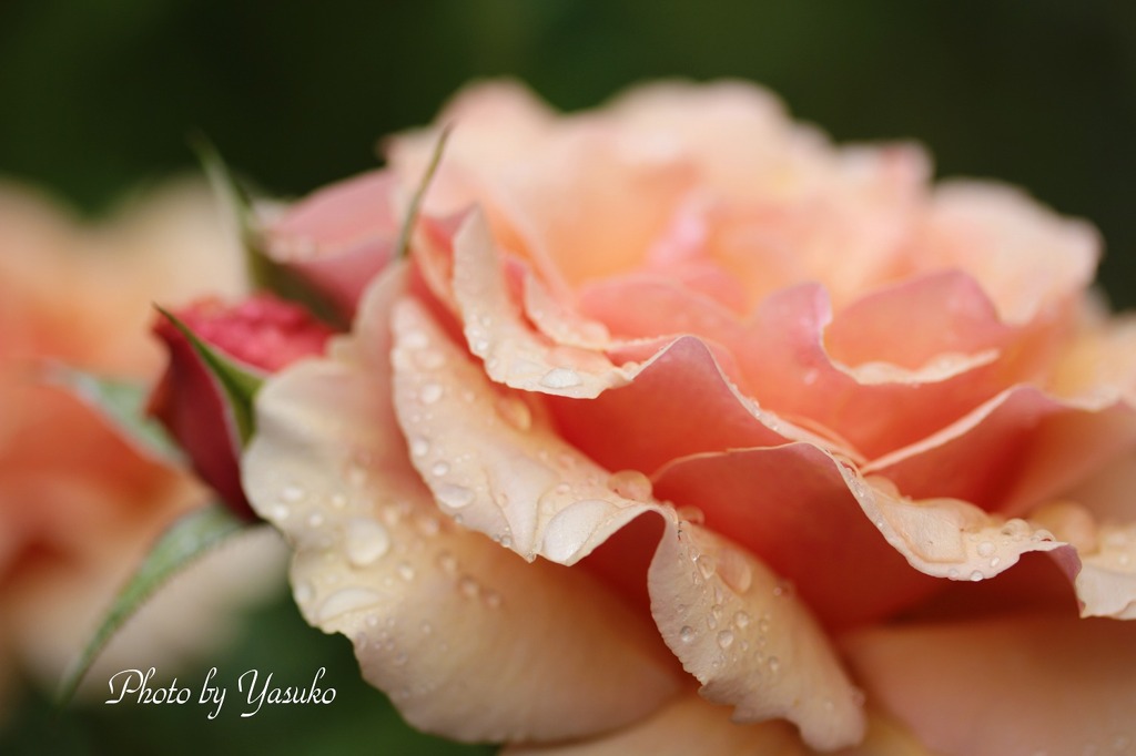 庭の薔薇