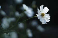 庭の花(白い秋桜）