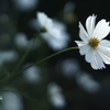 庭の花(白い秋桜）