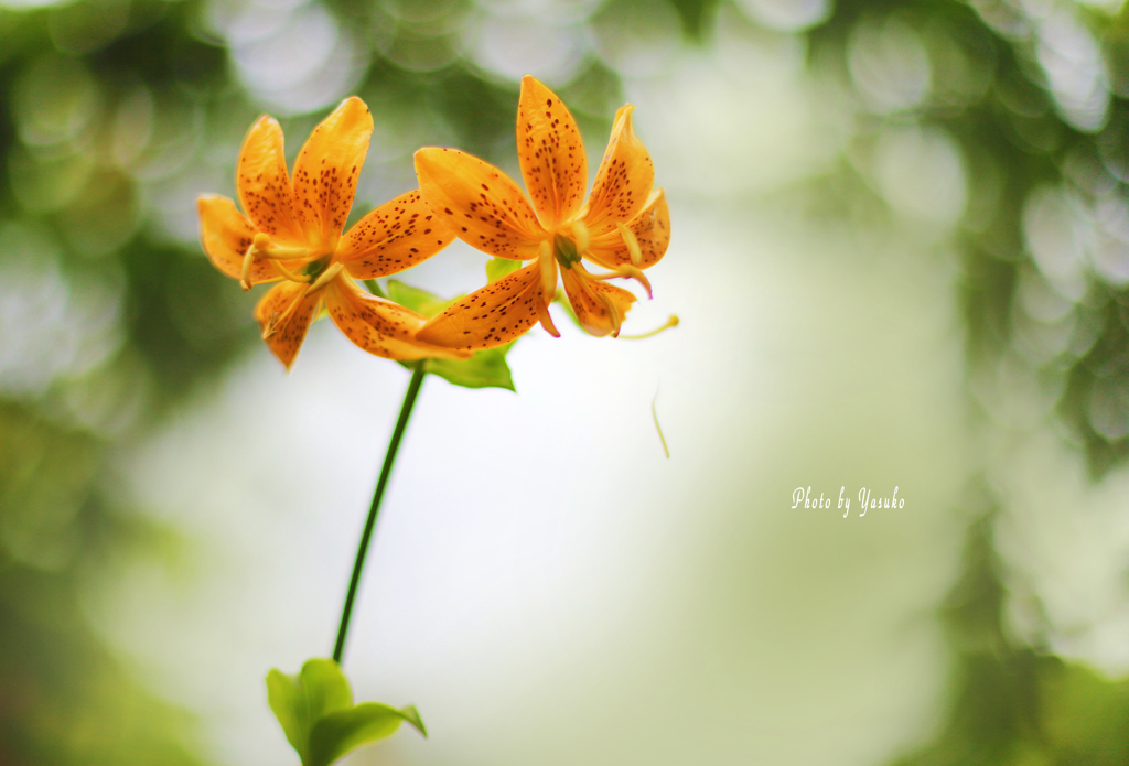 庭の花（シャンデリアリリー）