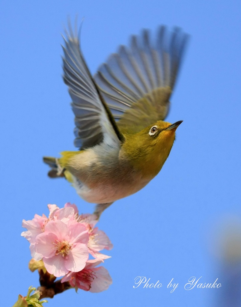 自由に羽ばたけ