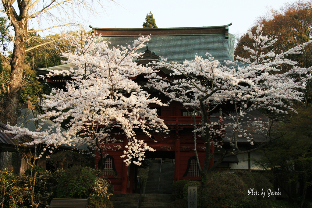 お寺の桜