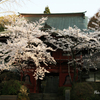 お寺の桜