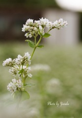 花（蕎麦の花）