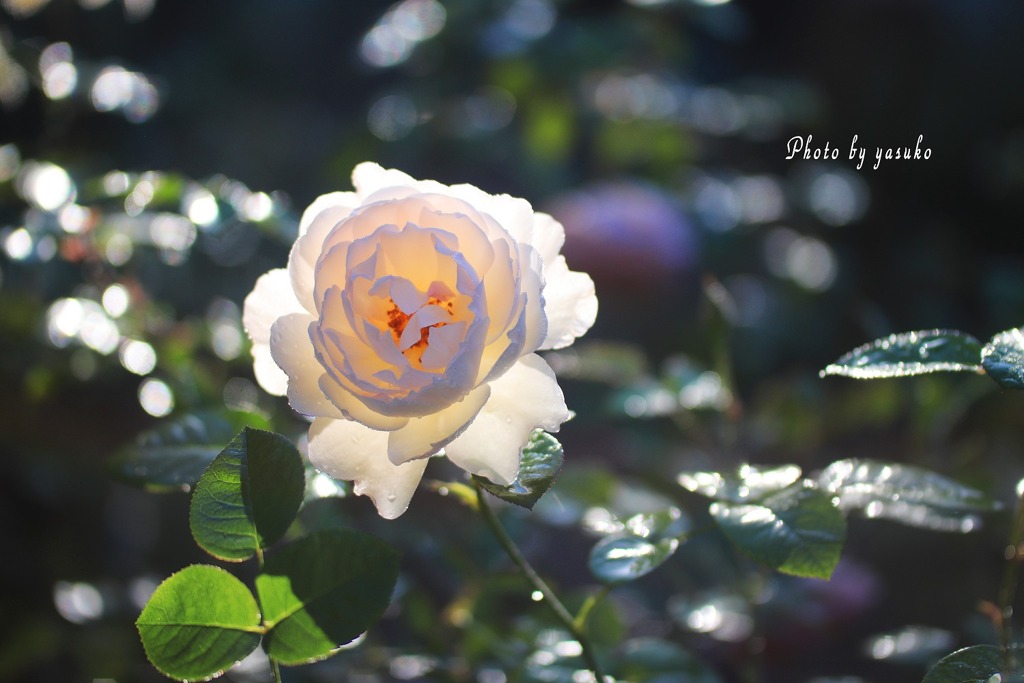 庭の薔薇(シャリファアスマ）