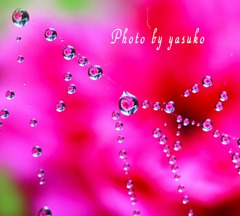 庭の薔薇(露フォト）