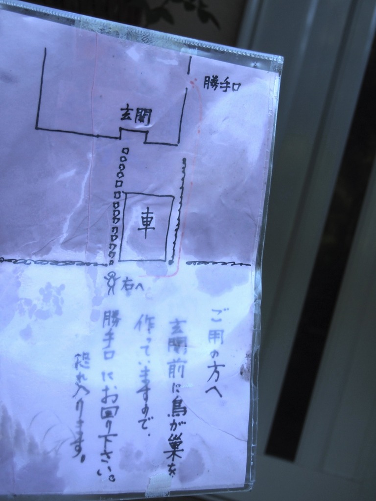 ヒヨドリ日記　7.31日