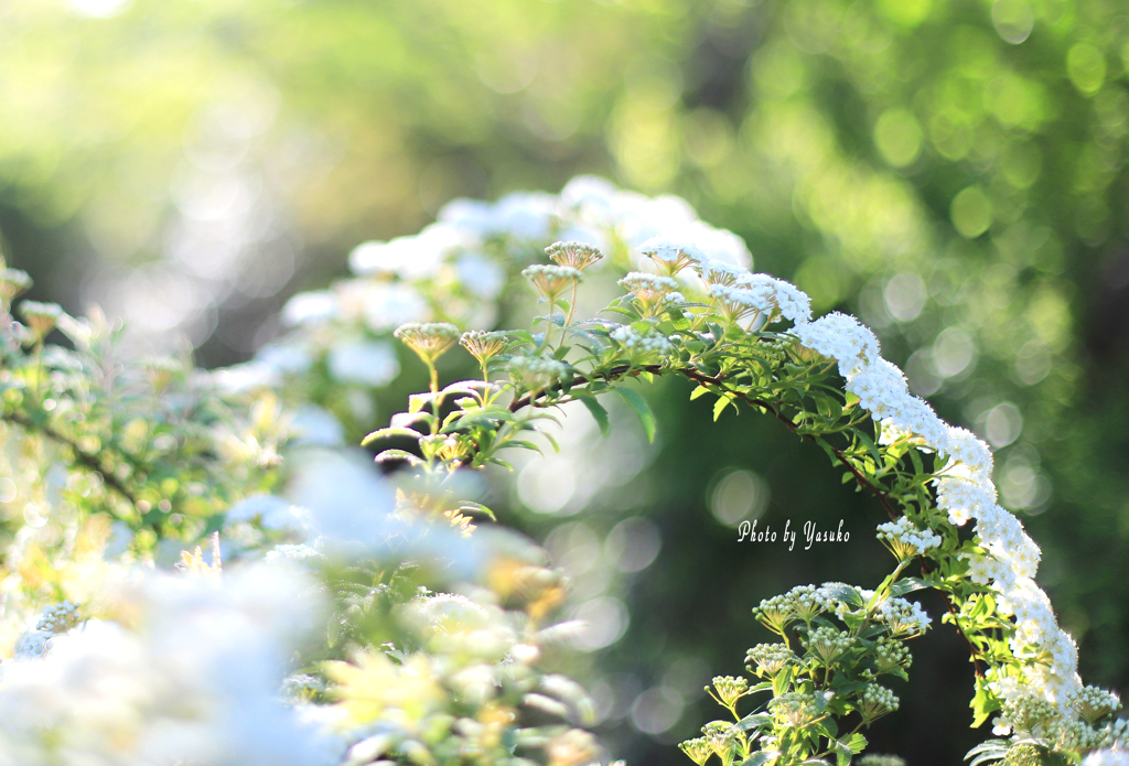 庭の花(コデマリ）