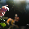庭の花（薔薇）