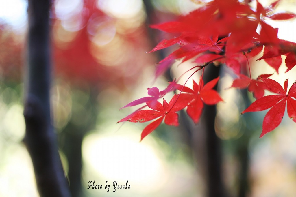 紅葉