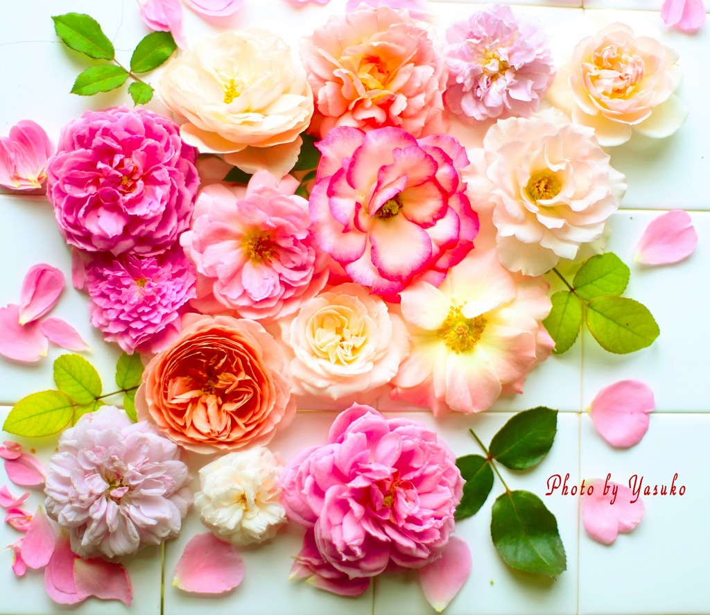 庭の薔薇(秋薔薇）今朝摘んだ薔薇
