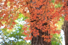 紅葉　（旧古河庭園）