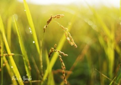 お写ん歩(二番穂の季節）