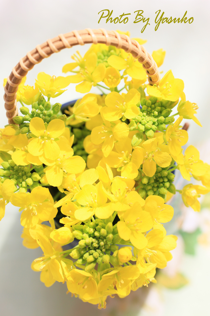 菜花(食用）