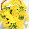 菜花(食用）