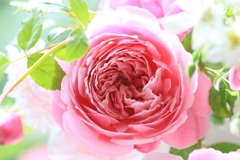 庭の薔薇