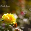 庭の薔薇
