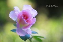 庭の薔薇（マチルダ）