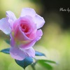 庭の薔薇（マチルダ）