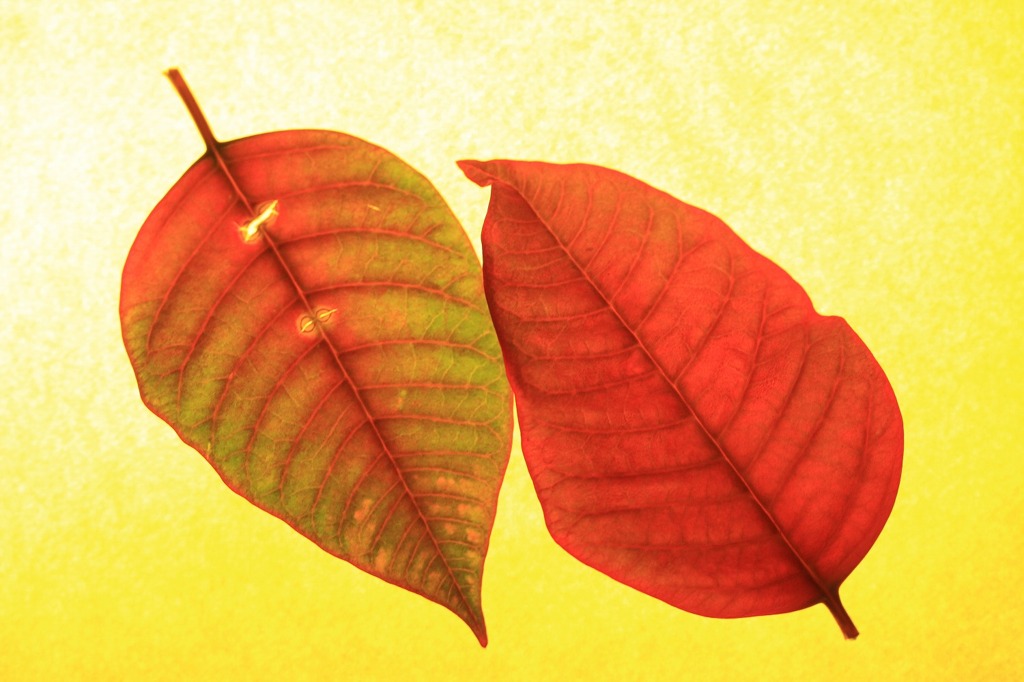 紅葉(地元）