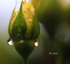 庭の薔薇（1日雨）