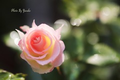 庭の薔薇(マチルダ）