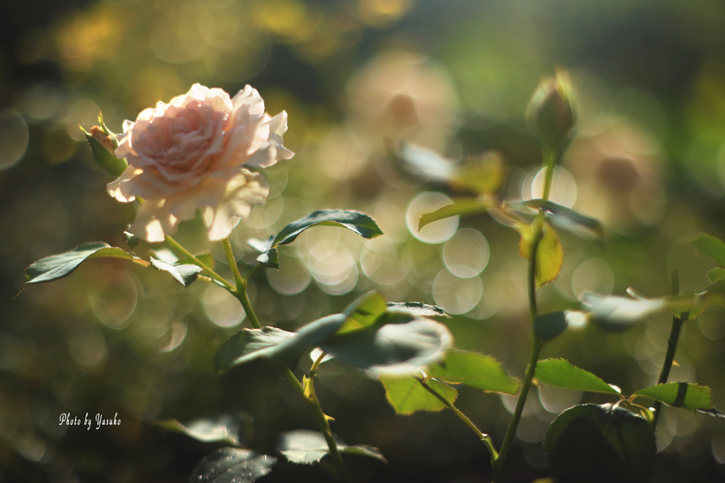 庭の花（夏薔薇も美しい）