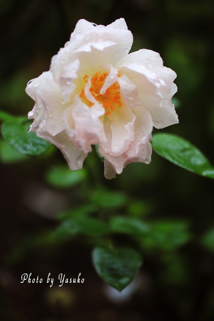 庭の薔薇(雨の中に咲く）