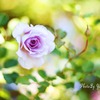 庭の薔薇